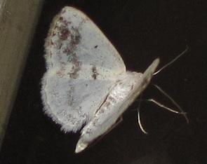 Lomographa temerata